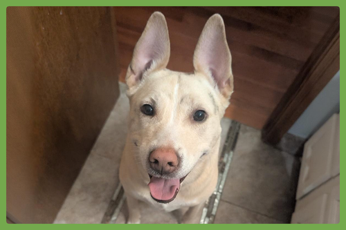 STELLA - Shepherd available for adoption
