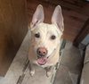 Stella - Photo 9