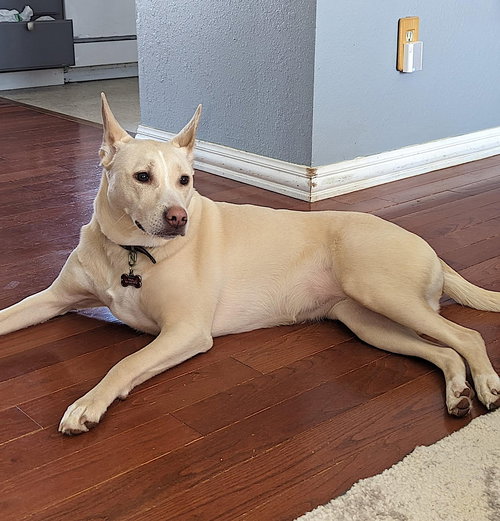 STELLA - Shepherd available for adoption