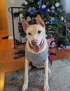 Stella - Photo 7