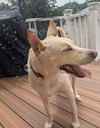 Stella - Photo 3