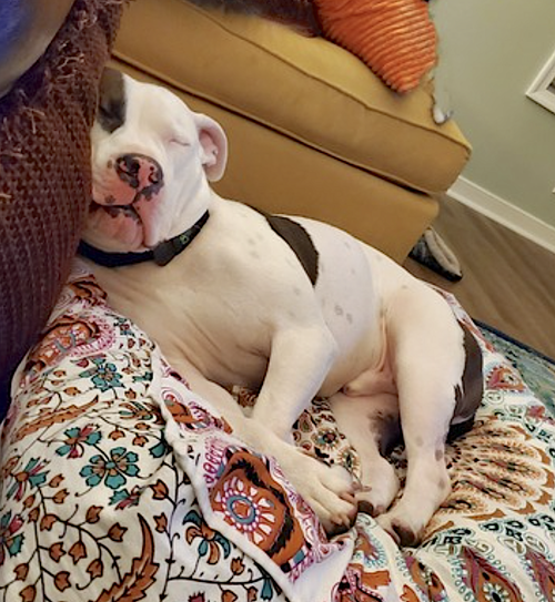 DOVER - American Pit Bull Terrier available for adoption