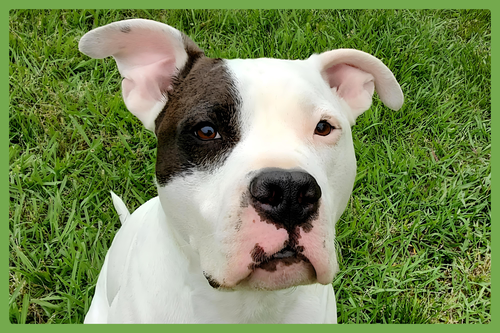 DOVER - American Pit Bull Terrier available for adoption