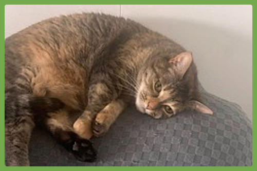 FREYA - Domestic Short Hair available for adoption