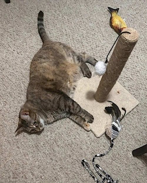 FREYA - Domestic Short Hair available for adoption