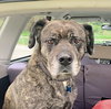 Yeager - Photo 6