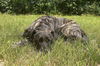 Yeager - Photo 4