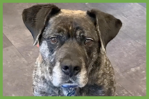 YEAGER - Mastiff / American Pit Bull Terrier available for adoption