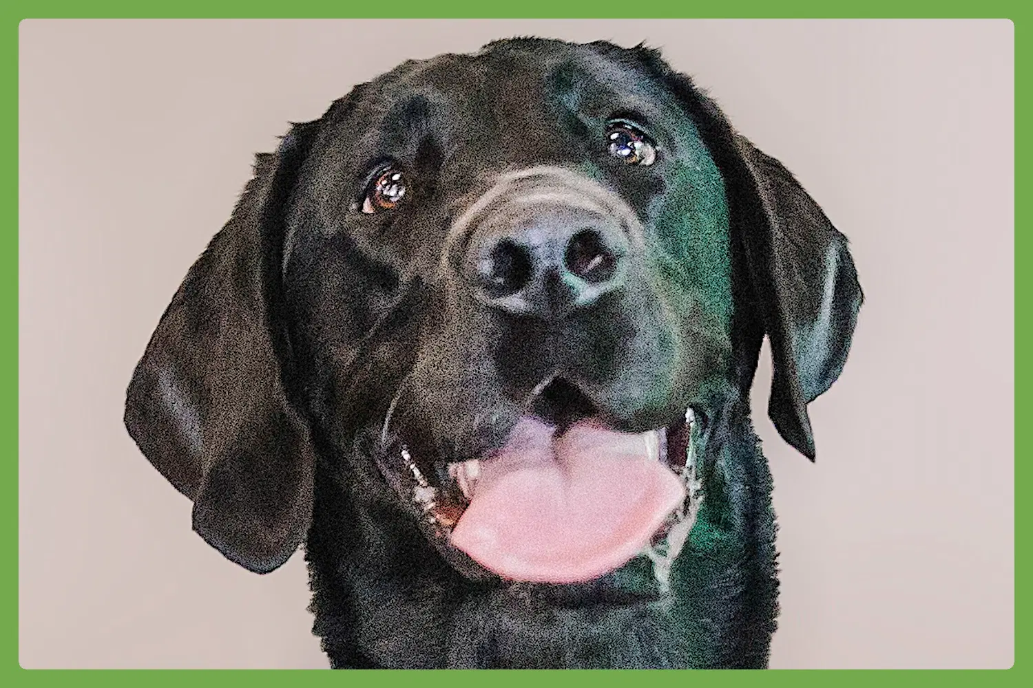 Nova - Labrador Retriever