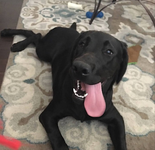 Nova