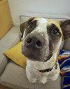 Goose - Photo 3