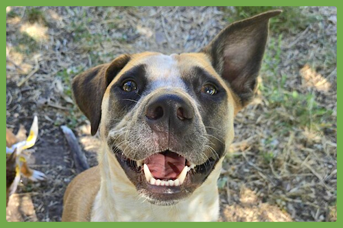 GOOSE - Australian Cattle Dog/Blue Heeler / Black Mouth Cur available for adoption