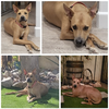 Buddy - Photo 5
