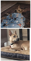 Buddy - Photo 7