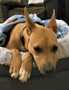 Buddy - Photo 8