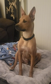 Buddy - Photo 9
