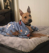 Buddy - Photo 10