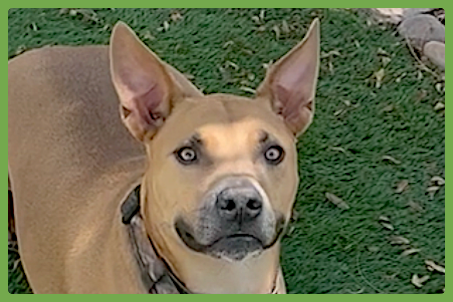 Buddy Image