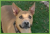 Buddy - Photo 1