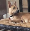 Buddy - Photo 2