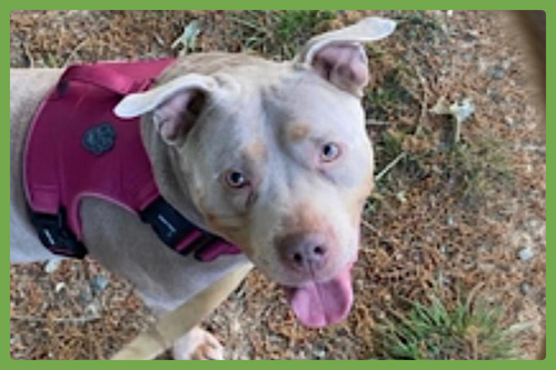 KANOA - American Staffordshire Terrier available for adoption