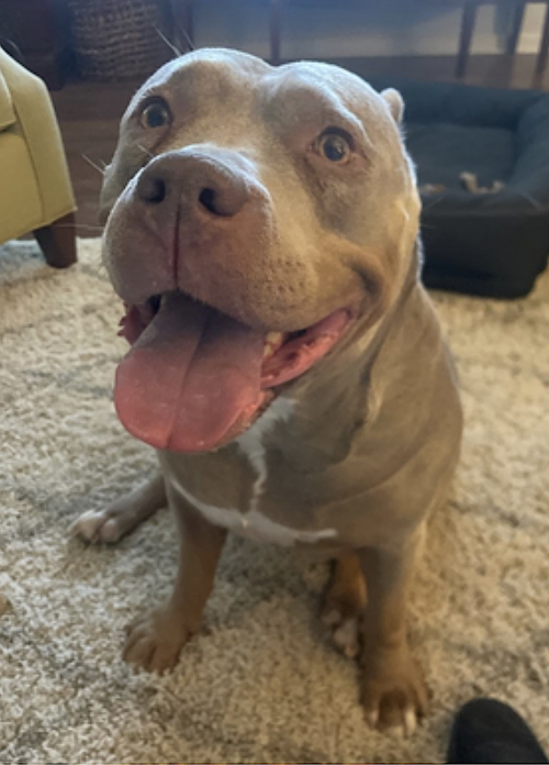 KANOA - American Staffordshire Terrier available for adoption