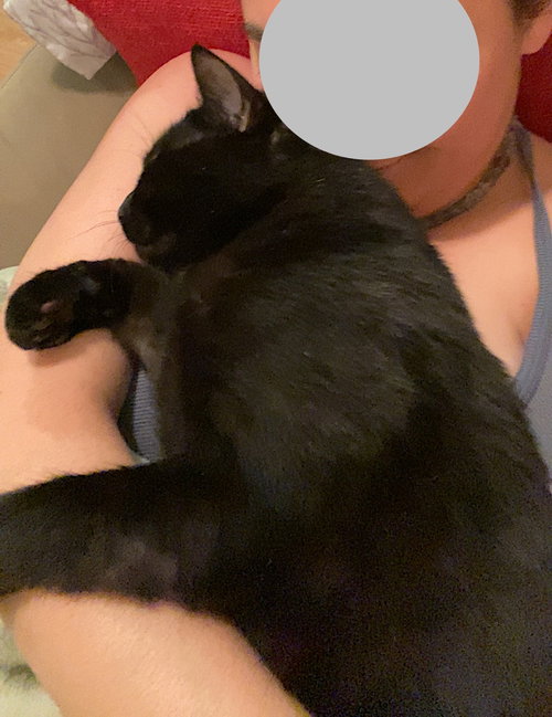 TOMIE - Domestic Short Hair available for adoption