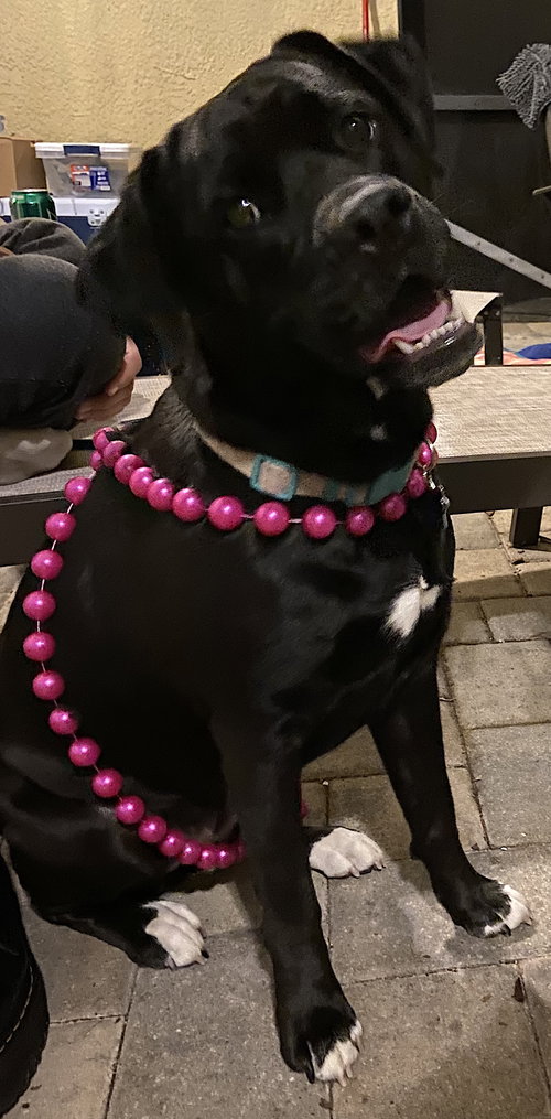 OSANE - English Bulldog / Labrador Retriever available for adoption