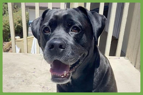OSANE - English Bulldog / Labrador Retriever available for adoption