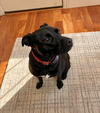 Riley - Photo 8