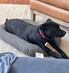 Riley - Photo 9