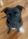 Riley - Photo 10