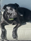 Riley - Photo 7