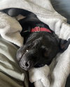 Riley - Photo 6