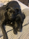 Riley - Photo 5