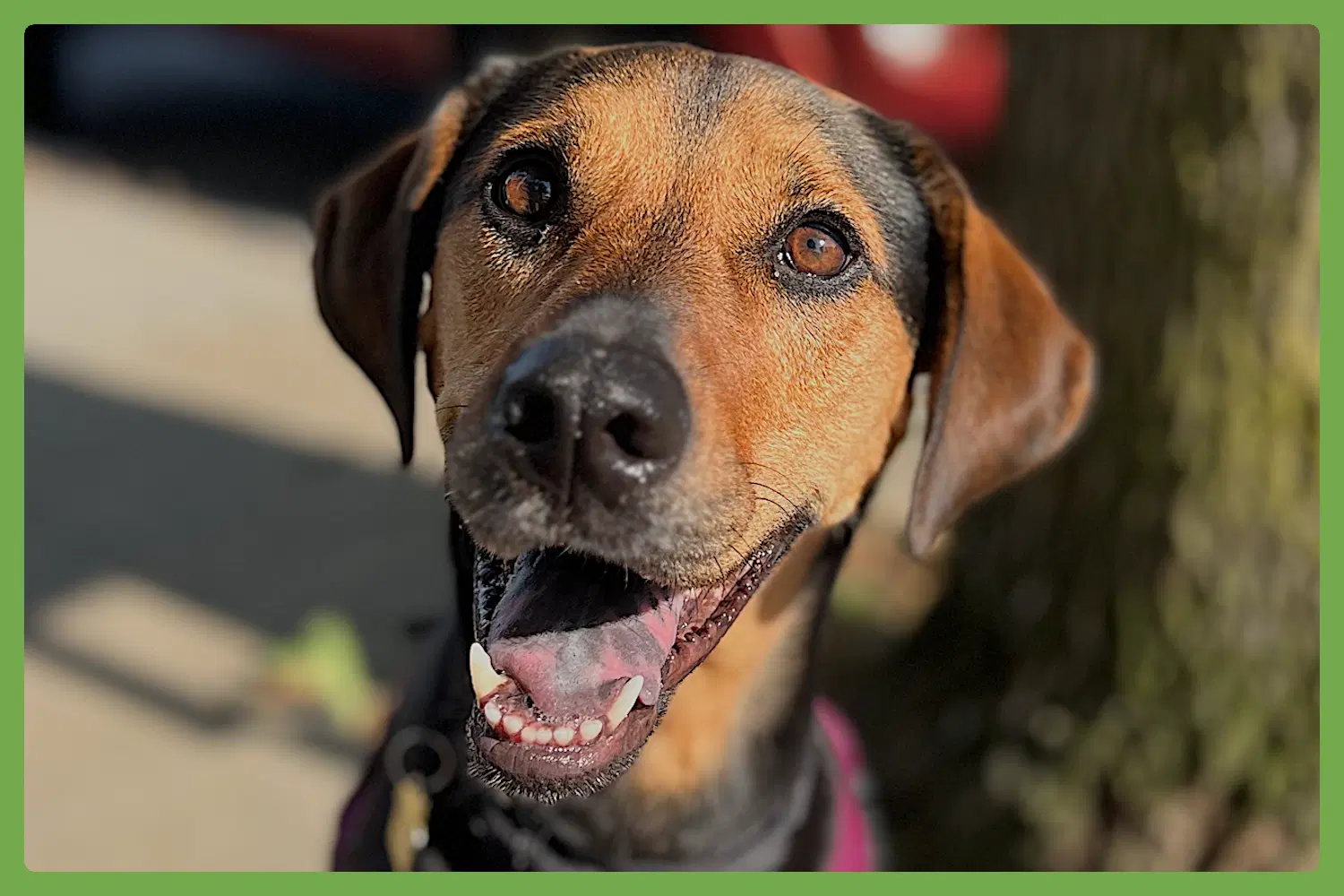 Rey - Treeing Walker Coonhound