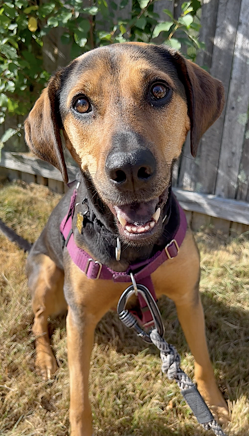 REY - Treeing Walker Coonhound / Hound available for adoption