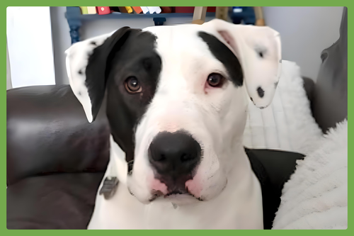 APRIL - American Pit Bull Terrier / Labrador Retriever available for adoption