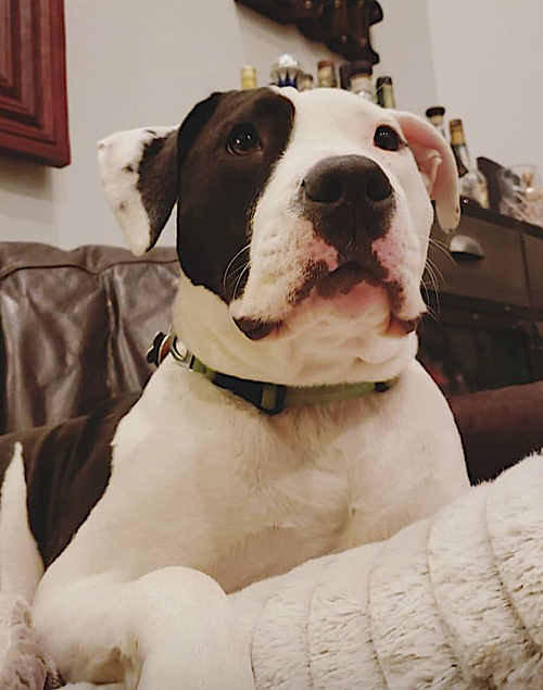 APRIL - American Pit Bull Terrier / Labrador Retriever available for adoption