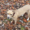 Maisie - Photo 3