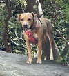 Maisie - Photo 4