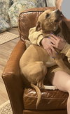 Maisie - Photo 2