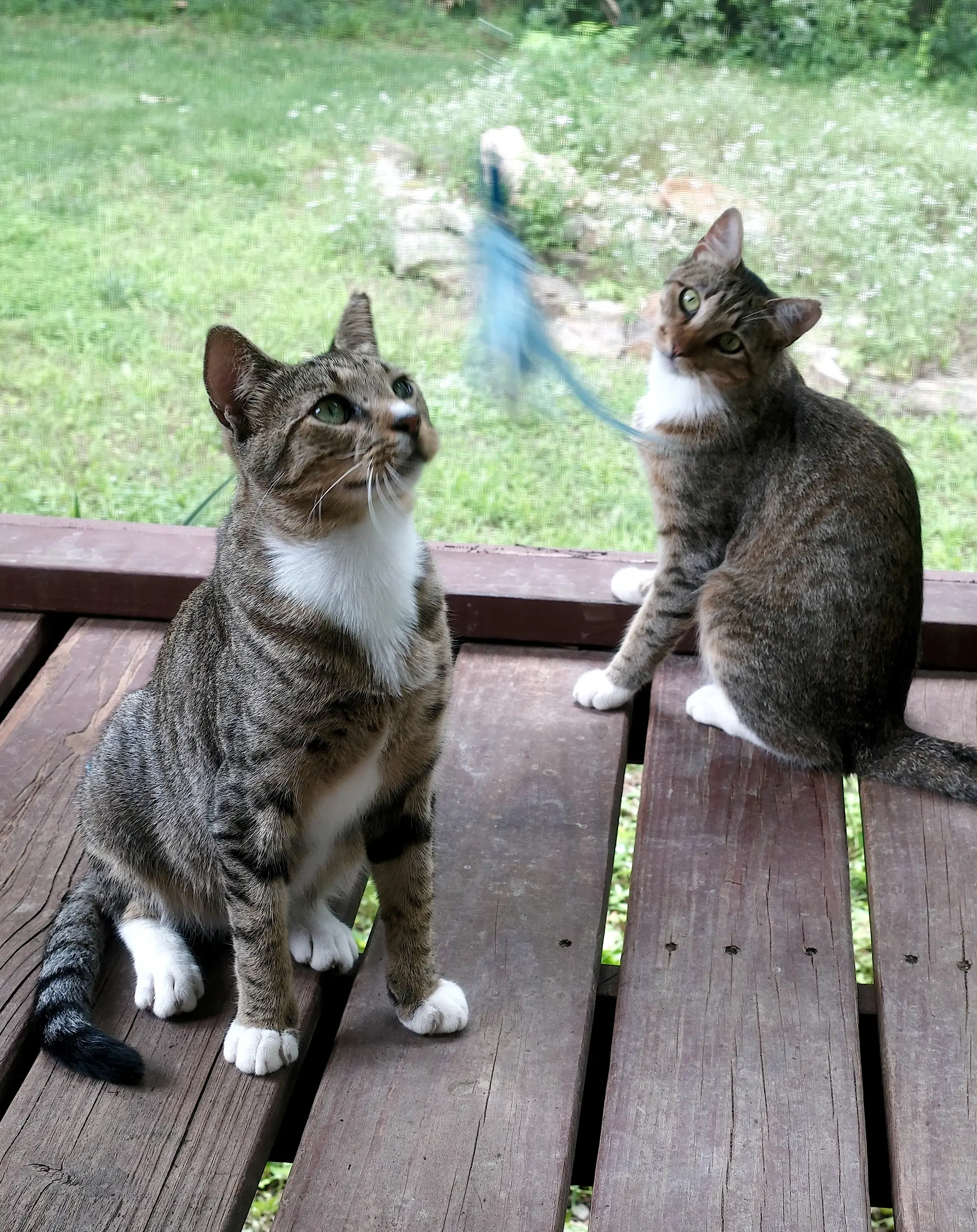 Chalky And Rusti image 2
