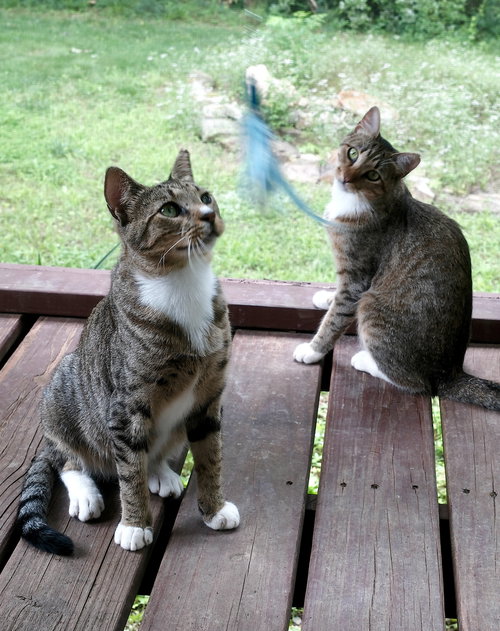 CHALKY AND RUSTI - Domestic Short Hair available for adoption