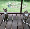 Chalky and Rusti - Photo 6