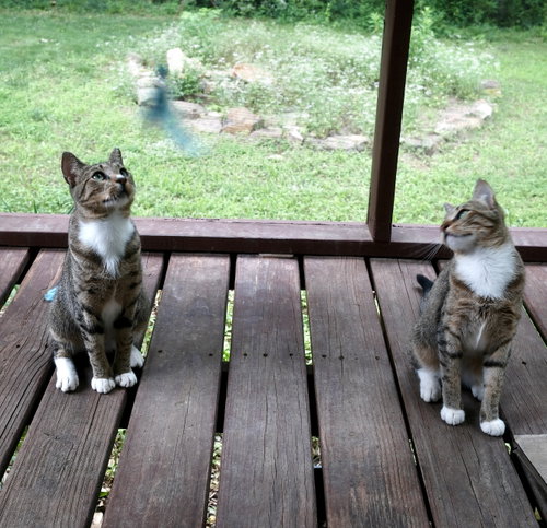 Photo 6 of Chalky and Rusti