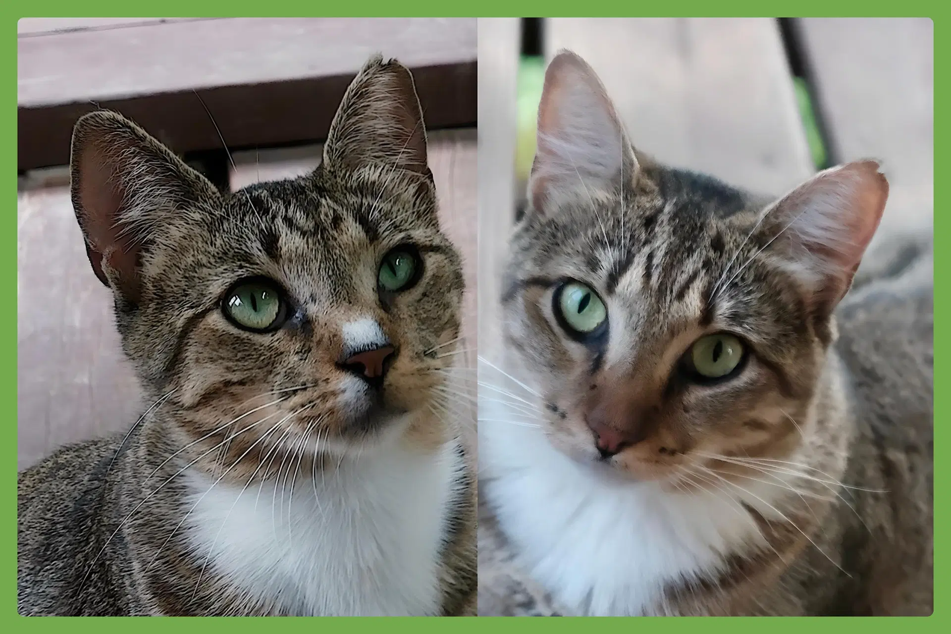 Chalky And Rusti - Domestic Short Hair