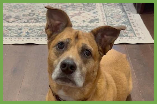 HAYLEY - Boxer / American Staffordshire Terrier available for adoption