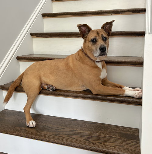 HAYLEY - Boxer / American Staffordshire Terrier available for adoption