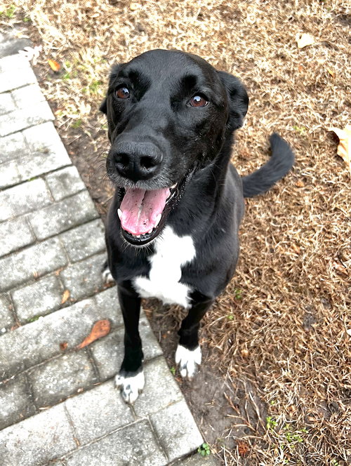BELLA - Saluki / Labrador Retriever available for adoption